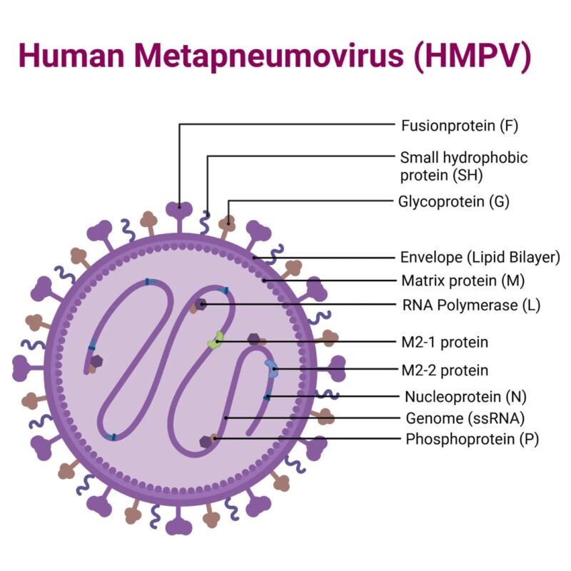 Human Metapneumovirus (HMPV)